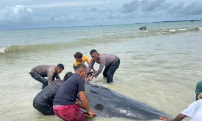 21 Ekor Paus Pilot Mati Terdampar di Pantai Mbadokai NTT