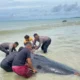 21 Ekor Paus Pilot Mati Terdampar di Pantai Mbadokai NTT
