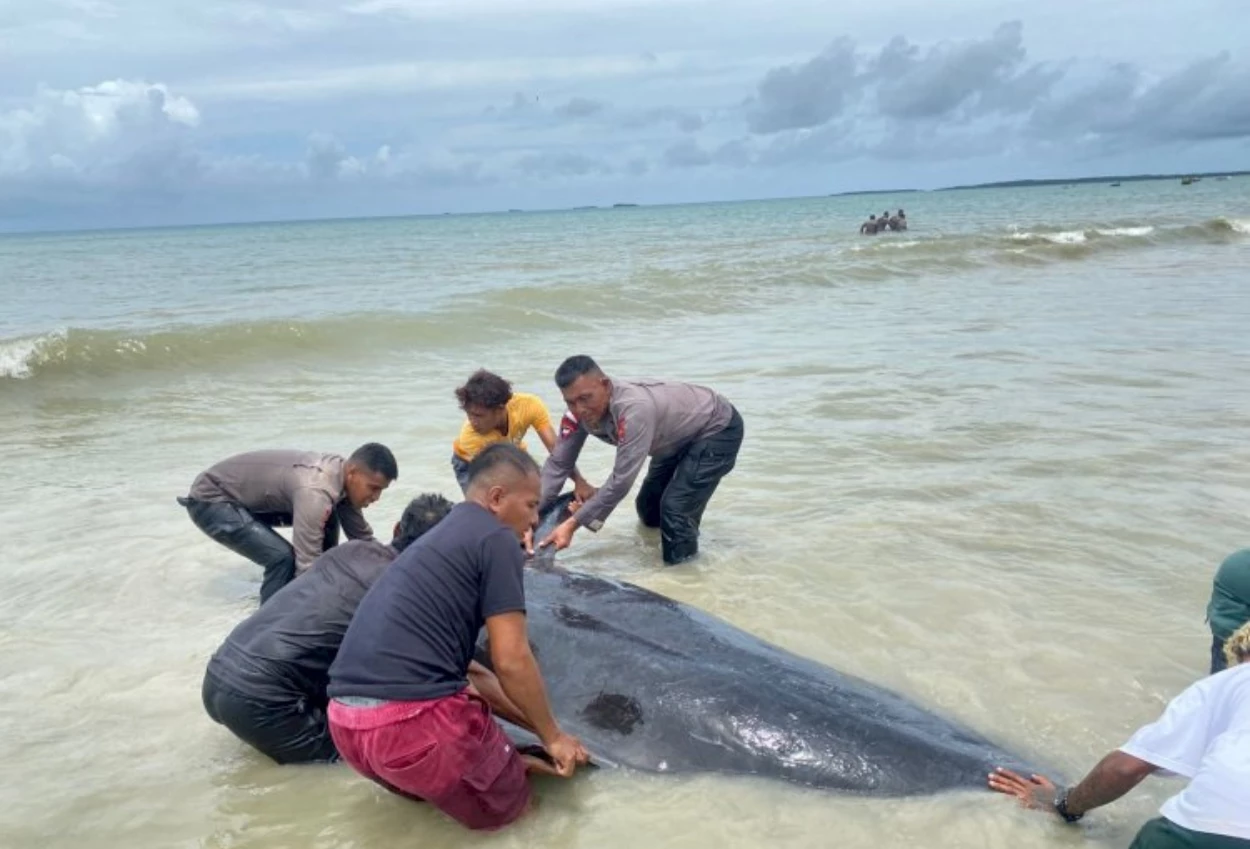 21 Ekor Paus Pilot Mati Terdampar di Pantai Mbadokai NTT