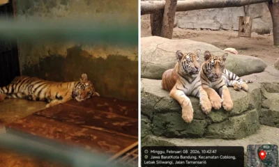 BBKSDA Ungkap Penyebab Kematian Dua Anak Harimau Benggala