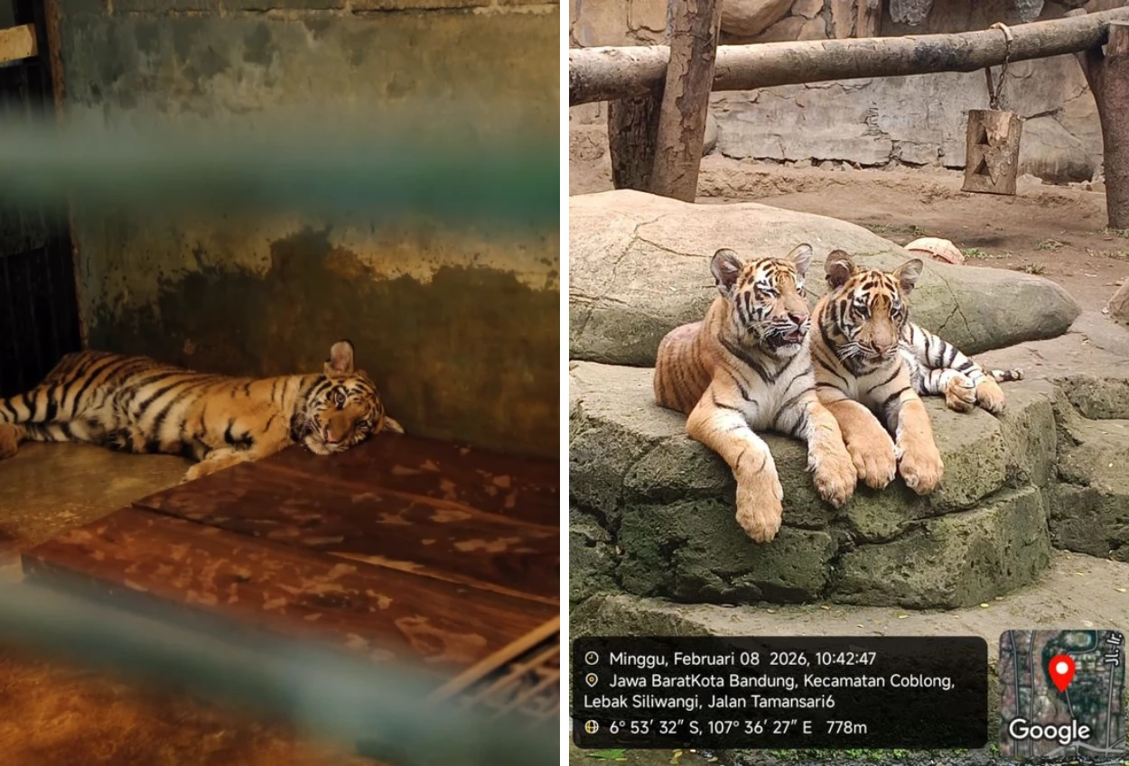 BBKSDA Ungkap Penyebab Kematian Dua Anak Harimau Benggala