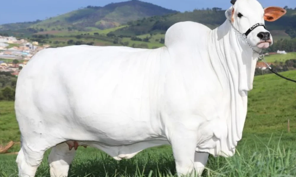 Bangun Peternakan, Indonesia akan Impor 100 Ribu Sapi dari Brasil