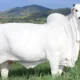 Bangun Peternakan, Indonesia akan Impor 100 Ribu Sapi dari Brasil