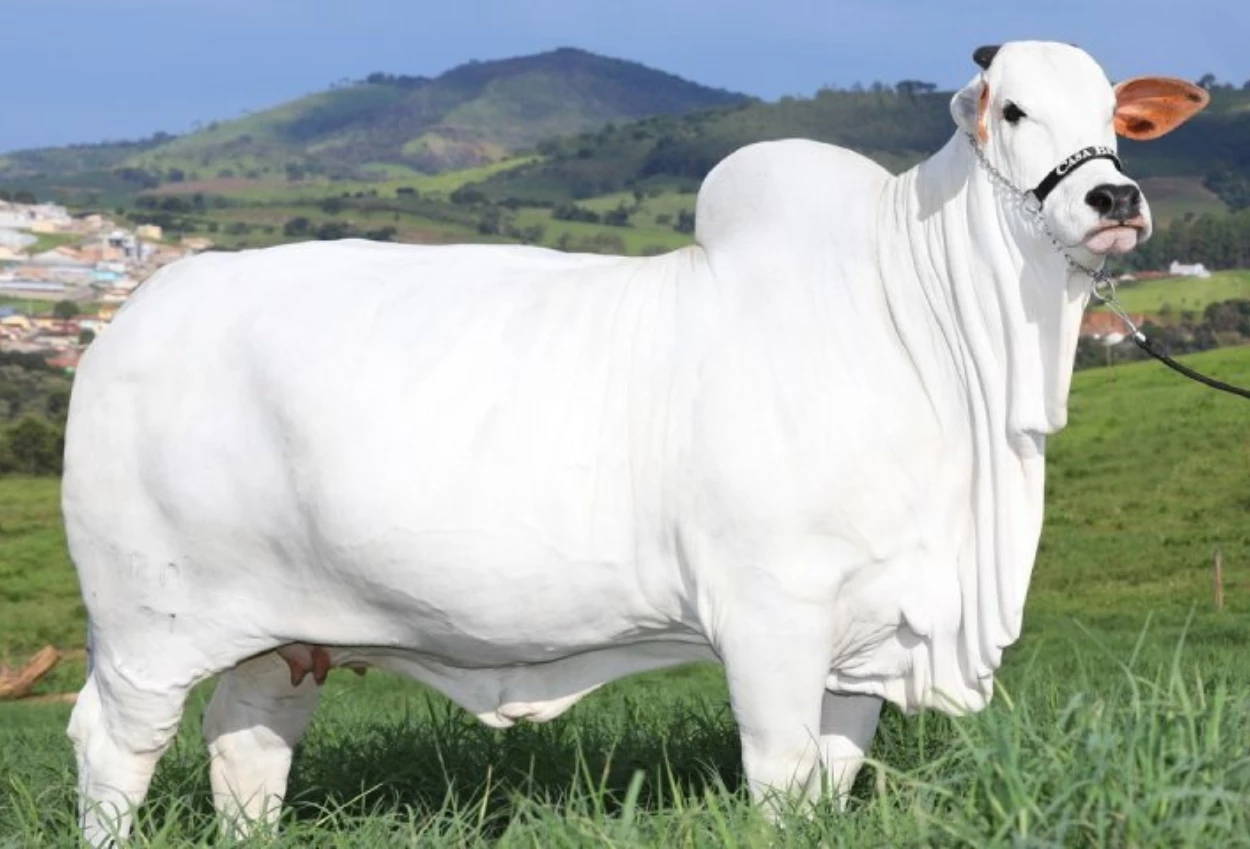 Bangun Peternakan, Indonesia akan Impor 100 Ribu Sapi dari Brasil