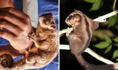 Dikira sudah Punah, Ilmuwan Ini Temukan Dua Spesies Marsupial di Hutan Papua