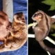 Dikira sudah Punah, Ilmuwan Ini Temukan Dua Spesies Marsupial di Hutan Papua