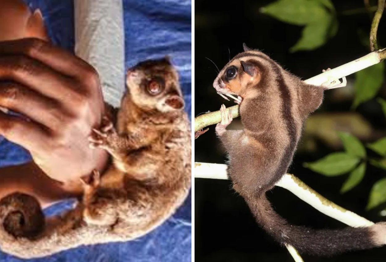 Dikira sudah Punah, Ilmuwan Ini Temukan Dua Spesies Marsupial di Hutan Papua