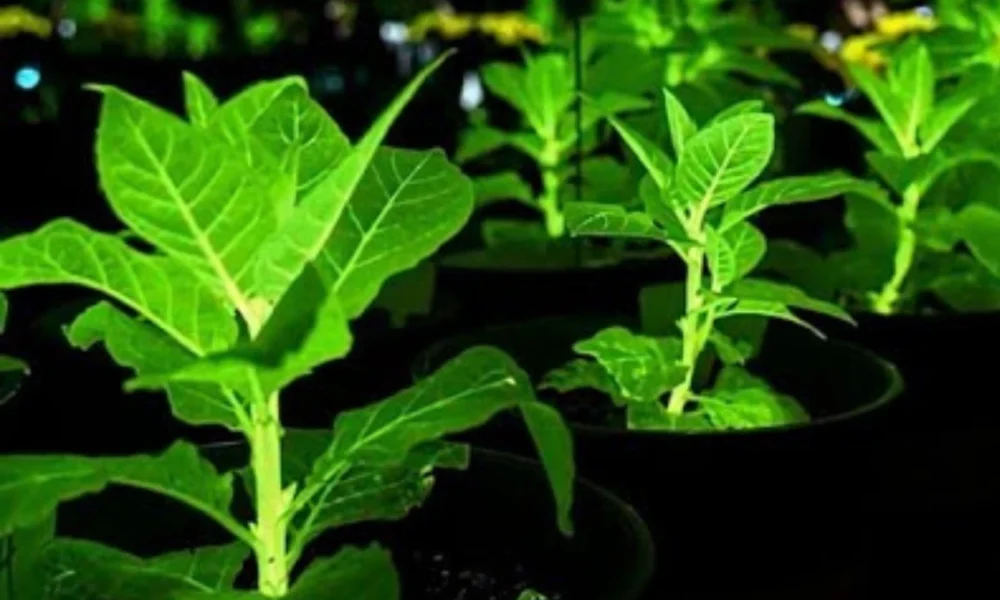 China Bikin Tanaman Bercahaya dari DNA Hewan untuk Gantikan Lampu Jalan