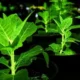 China Bikin Tanaman Bercahaya dari DNA Hewan untuk Gantikan Lampu Jalan
