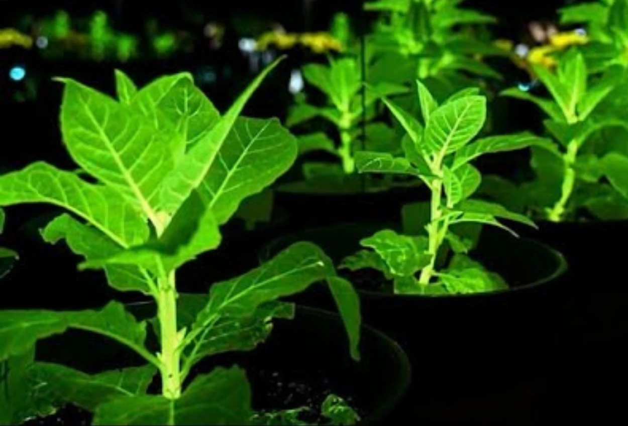 China Bikin Tanaman Bercahaya dari DNA Hewan untuk Gantikan Lampu Jalan