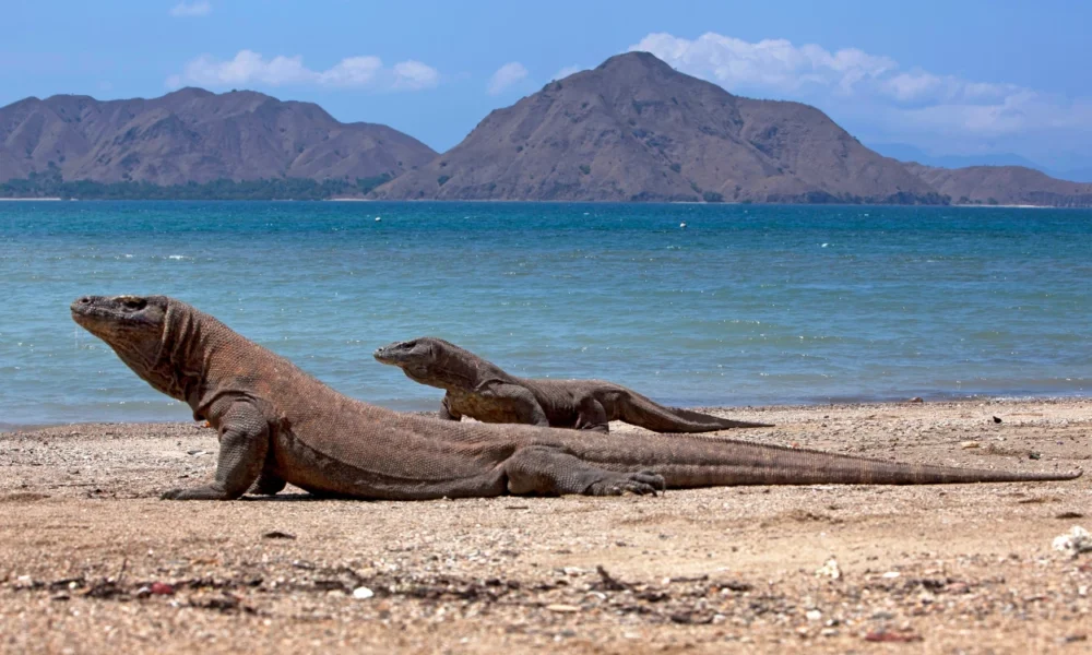 Indonesia Pinjamkan 2 Komodo ke Jepang untuk Pengembangbiakan, Ditukar Jerapah dan Panda Merah