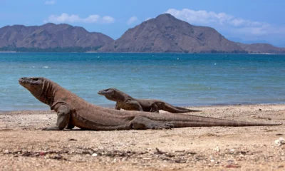 Indonesia Pinjamkan 2 Komodo ke Jepang untuk Pengembangbiakan, Ditukar Jerapah dan Panda Merah