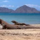 Indonesia Pinjamkan 2 Komodo ke Jepang untuk Pengembangbiakan, Ditukar Jerapah dan Panda Merah