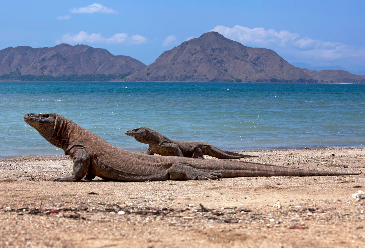 Indonesia Pinjamkan 2 Komodo ke Jepang untuk Pengembangbiakan, Ditukar Jerapah dan Panda Merah