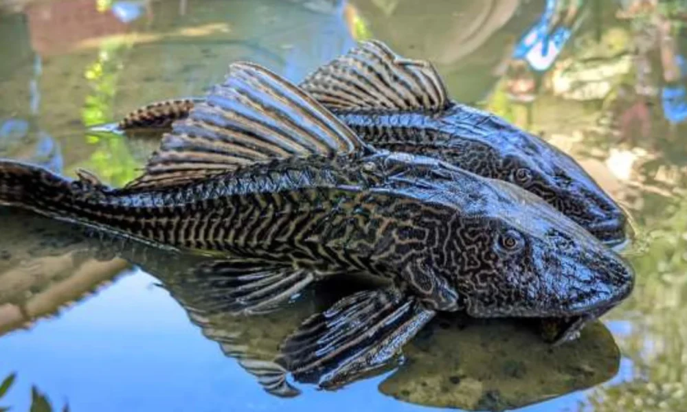 Kenapa Ikan Sapu Sapu Dimusnahkan Ini Faktanya