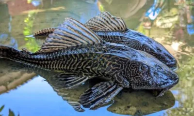 Kenapa Ikan Sapu Sapu Dimusnahkan Ini Faktanya