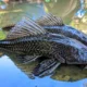 Kenapa Ikan Sapu Sapu Dimusnahkan Ini Faktanya