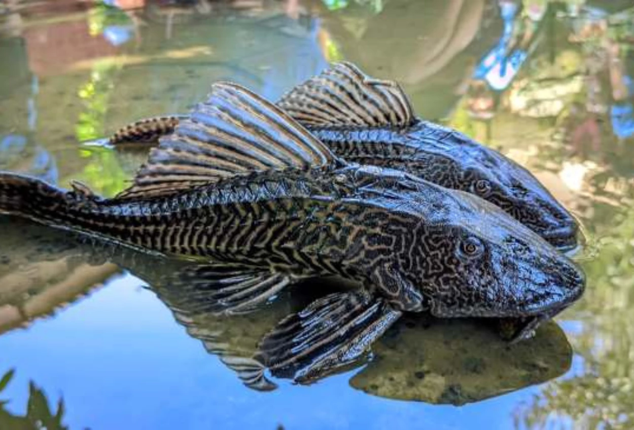 Kenapa Ikan Sapu Sapu Dimusnahkan Ini Faktanya