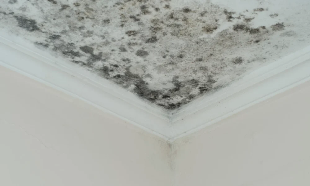Mengenal Black Mold si Noda Hitam pada Dinding Penyebab dan Cara Mengatasinya