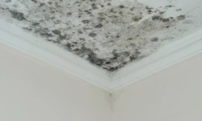 Mengenal Black Mold si Noda Hitam pada Dinding Penyebab dan Cara Mengatasinya