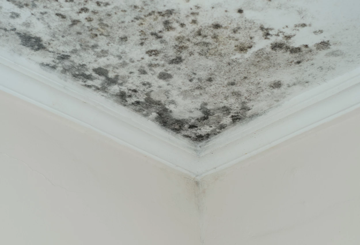Mengenal Black Mold si Noda Hitam pada Dinding Penyebab dan Cara Mengatasinya