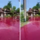 Viral! Banjir di Solo Berwarna Merah, Apa Penyebabnya