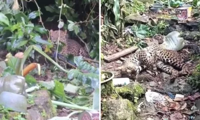 Viral! Macan Tutul Diduga dari Gunung Mas Masuk Permukiman di Bogor, Dievakuasi ke Taman Safari