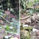 Viral! Macan Tutul Diduga dari Gunung Mas Masuk Permukiman di Bogor, Dievakuasi ke Taman Safari