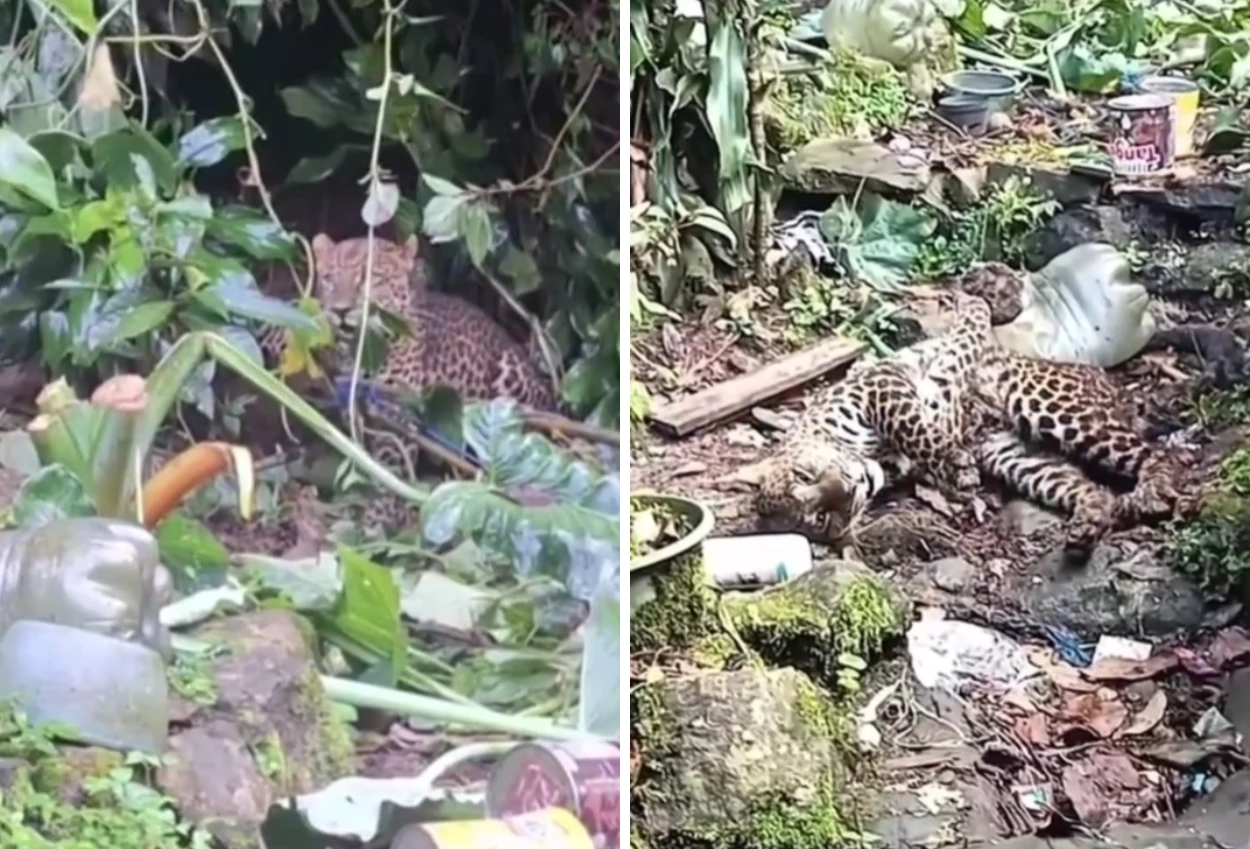 Viral! Macan Tutul Diduga dari Gunung Mas Masuk Permukiman di Bogor, Dievakuasi ke Taman Safari