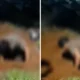 Anak di Tangsel Nekat Bongkar Makam Ibu, Ini Penyebabnya