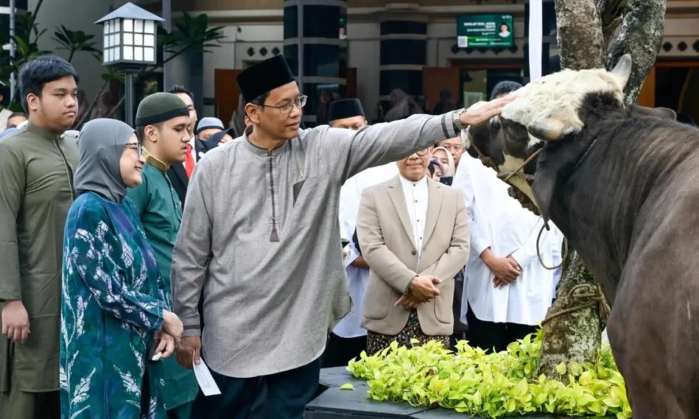 Batal Haji, Purbaya Kurban Sapi Berbobot 868 Kilogram!