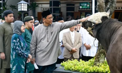 Batal Haji, Purbaya Kurban Sapi Berbobot 868 Kilogram!