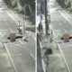 Detik Detik Motor Lawan Arah Terperosok ke Jalan Amblas di Lenteng Agung