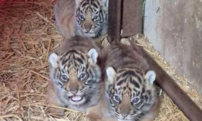 Howletts Wild Animal Park Sambut Kelahiran Empat Bayi Harimau Sumatera di Inggris