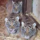Howletts Wild Animal Park Sambut Kelahiran Empat Bayi Harimau Sumatera di Inggris