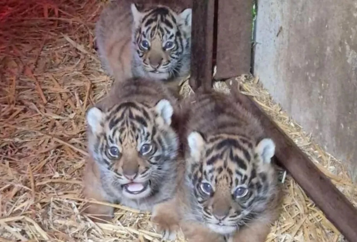Howletts Wild Animal Park Sambut Kelahiran Empat Bayi Harimau Sumatera di Inggris