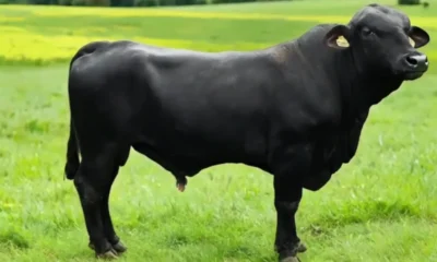 Ilustrasi Sapi Jenis Brangus