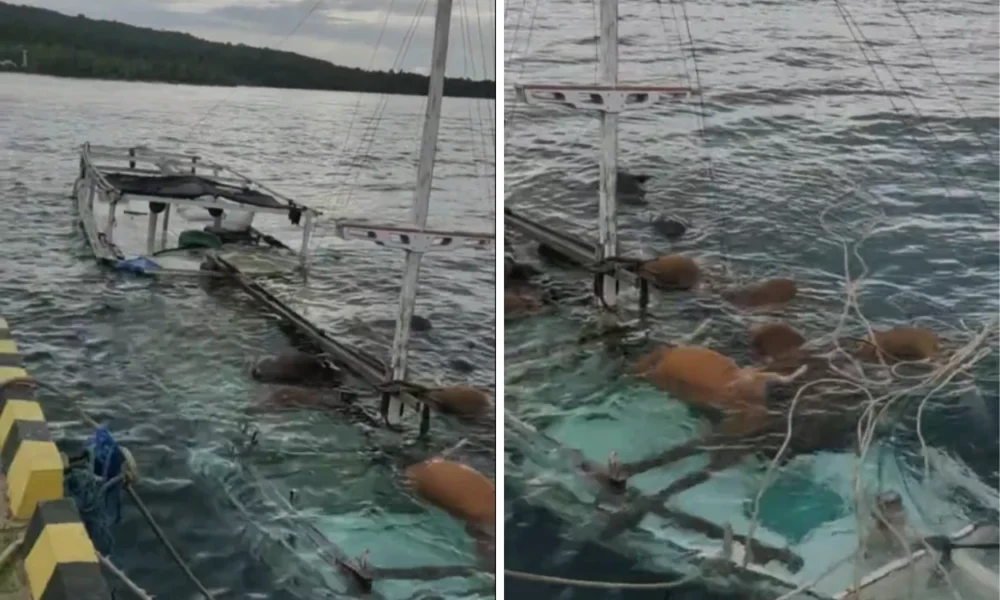 Kapal Pengangkut Sapi Kurban Tenggelam di Sulsel, 13 Ekor Mati