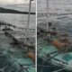 Kapal Pengangkut Sapi Kurban Tenggelam di Sulsel, 13 Ekor Mati