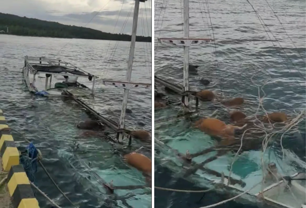 Kapal Pengangkut Sapi Kurban Tenggelam di Sulsel, 13 Ekor Mati