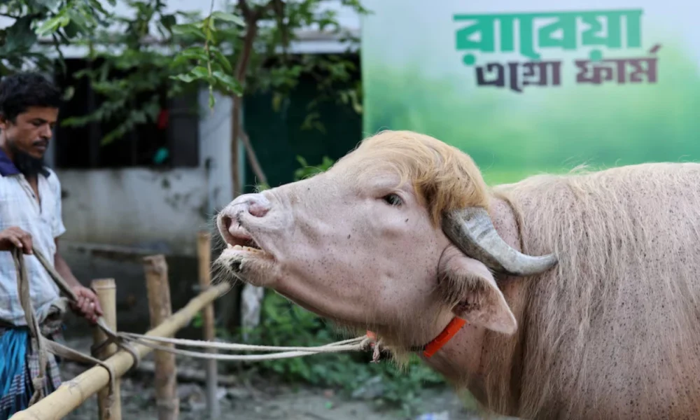 Kerbau yang Dijuluki Donald Trump di Bangladesh Batal Disembelih saat Iduladha