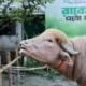 Kerbau yang Dijuluki Donald Trump di Bangladesh Batal Disembelih saat Iduladha