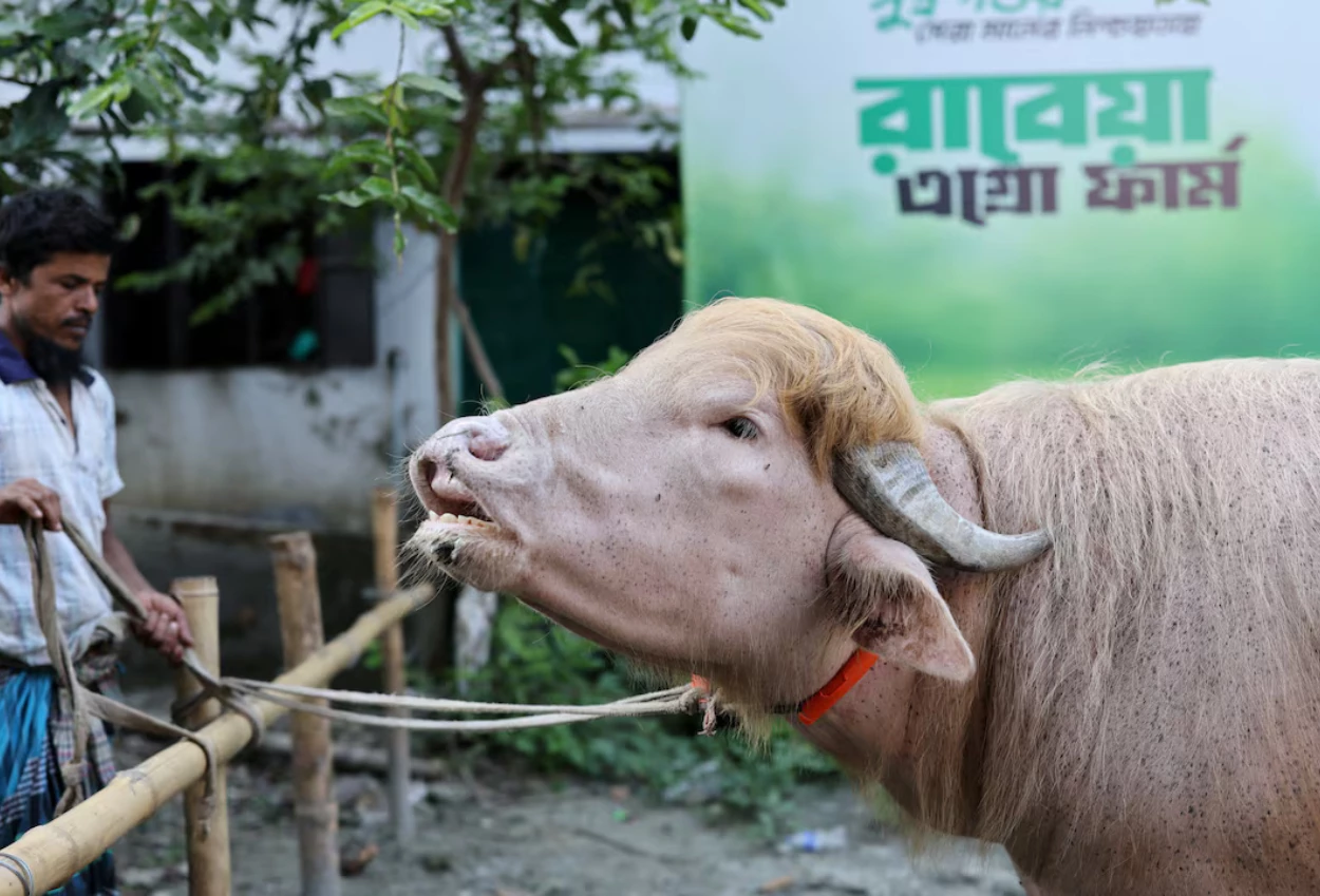 Kerbau yang Dijuluki Donald Trump di Bangladesh Batal Disembelih saat Iduladha