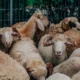 Khutbah Jumat 29 Mei 2026 Makna Kurban untuk Menguatkan Takwa dan Kepedulian Sosial