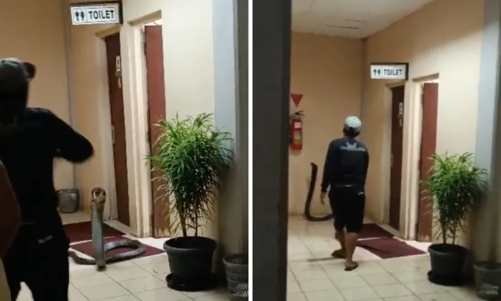 Momen Dramatis Evakuasi King Cobra 4 Meter di Kantor BRIN Tangsel