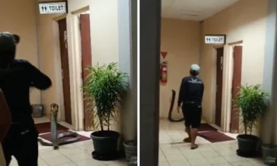 Momen Dramatis Evakuasi King Cobra 4 Meter di Kantor BRIN Tangsel