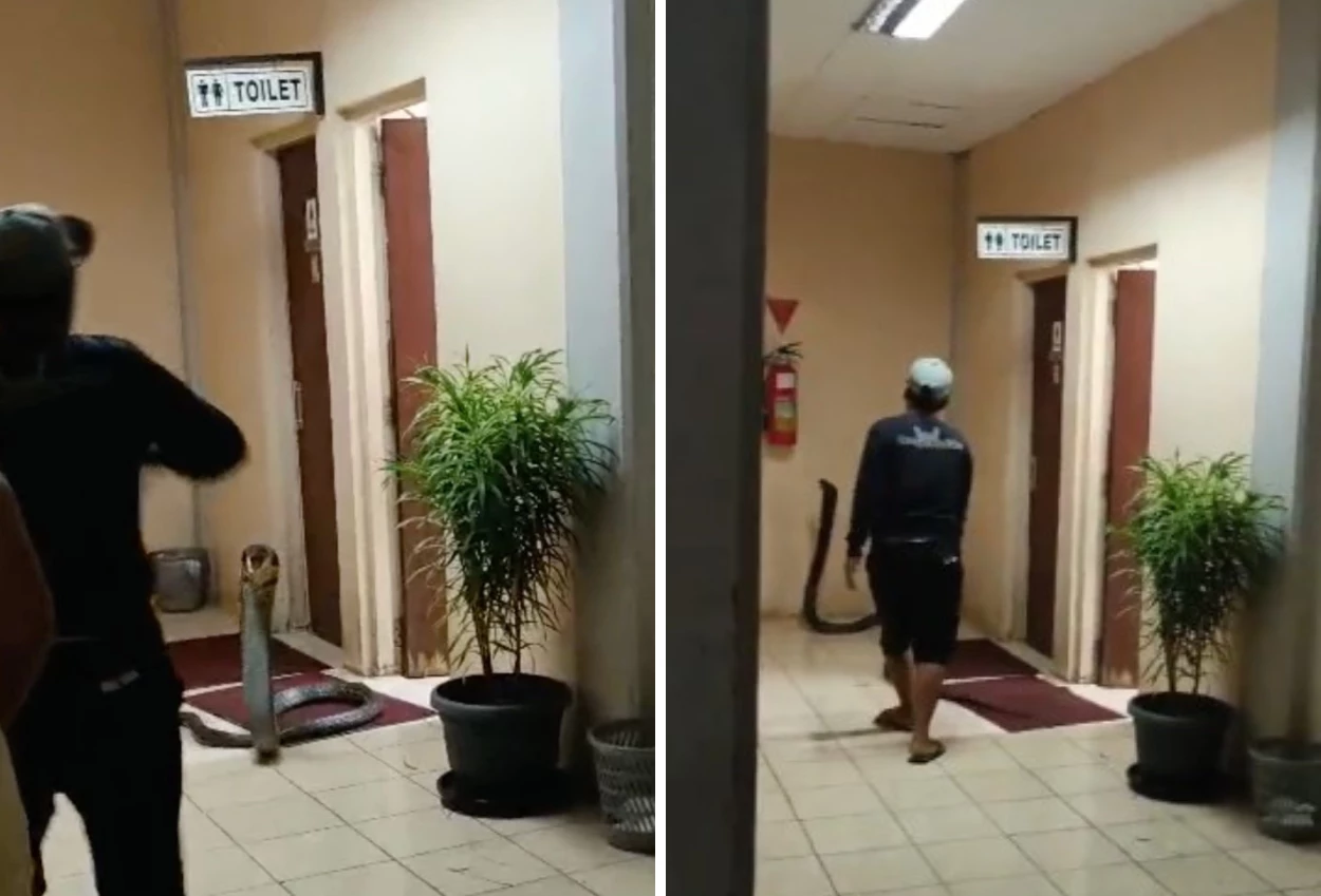 Momen Dramatis Evakuasi King Cobra 4 Meter di Kantor BRIN Tangsel