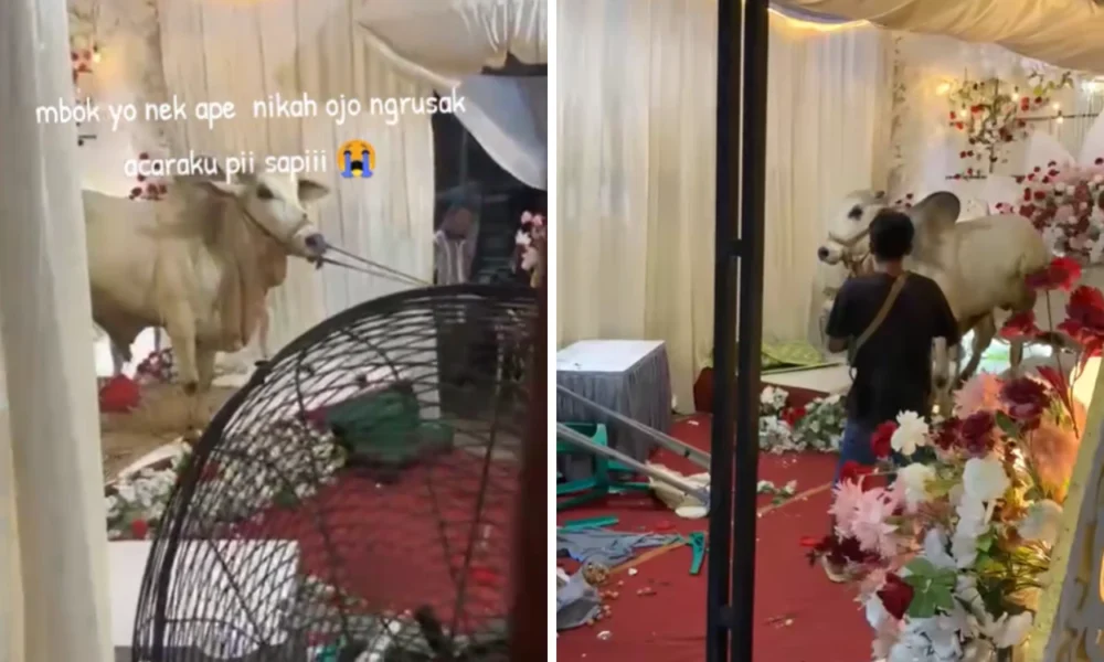 Sapi Ngamuk, Tenda Pernikahan di Banyumas Berantakan