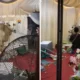 Sapi Ngamuk, Tenda Pernikahan di Banyumas Berantakan