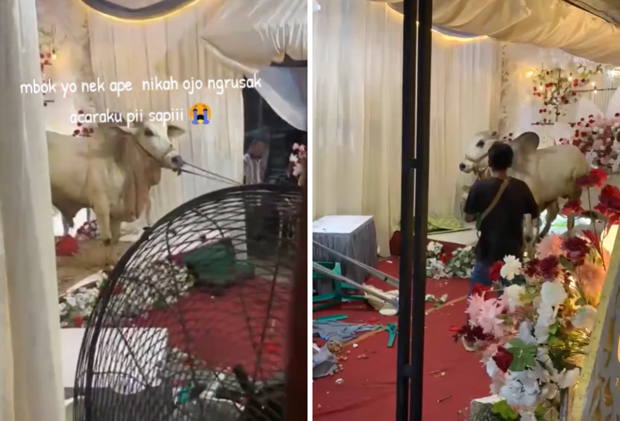 Sapi Ngamuk, Tenda Pernikahan di Banyumas Berantakan